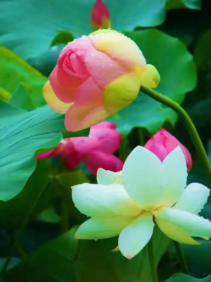 最美荷花古诗图片,诗词荷花图片大全