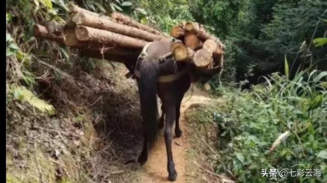 攀登武当山的马邦