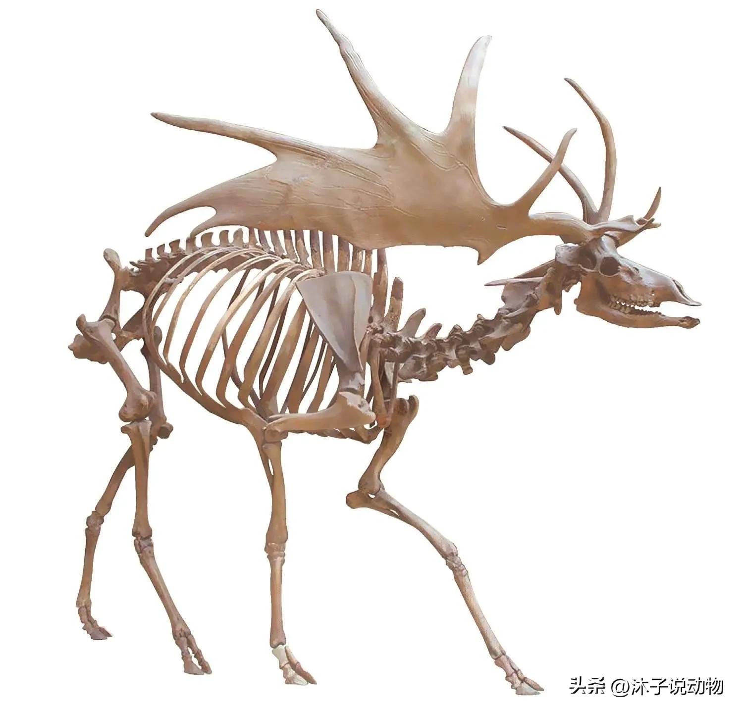 大角鹿灭绝,巨大角鹿灭绝了多少年