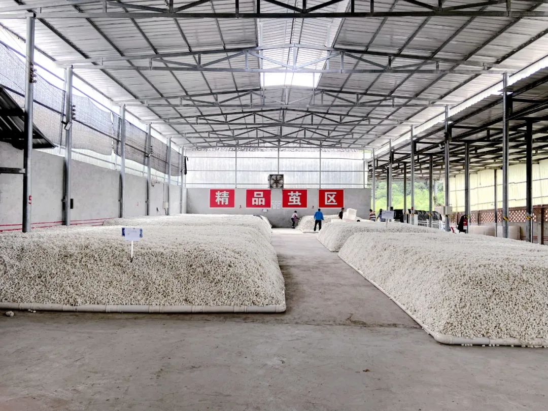 蕉村镇：春蚕结出“致富茧”喜迎“开门红”