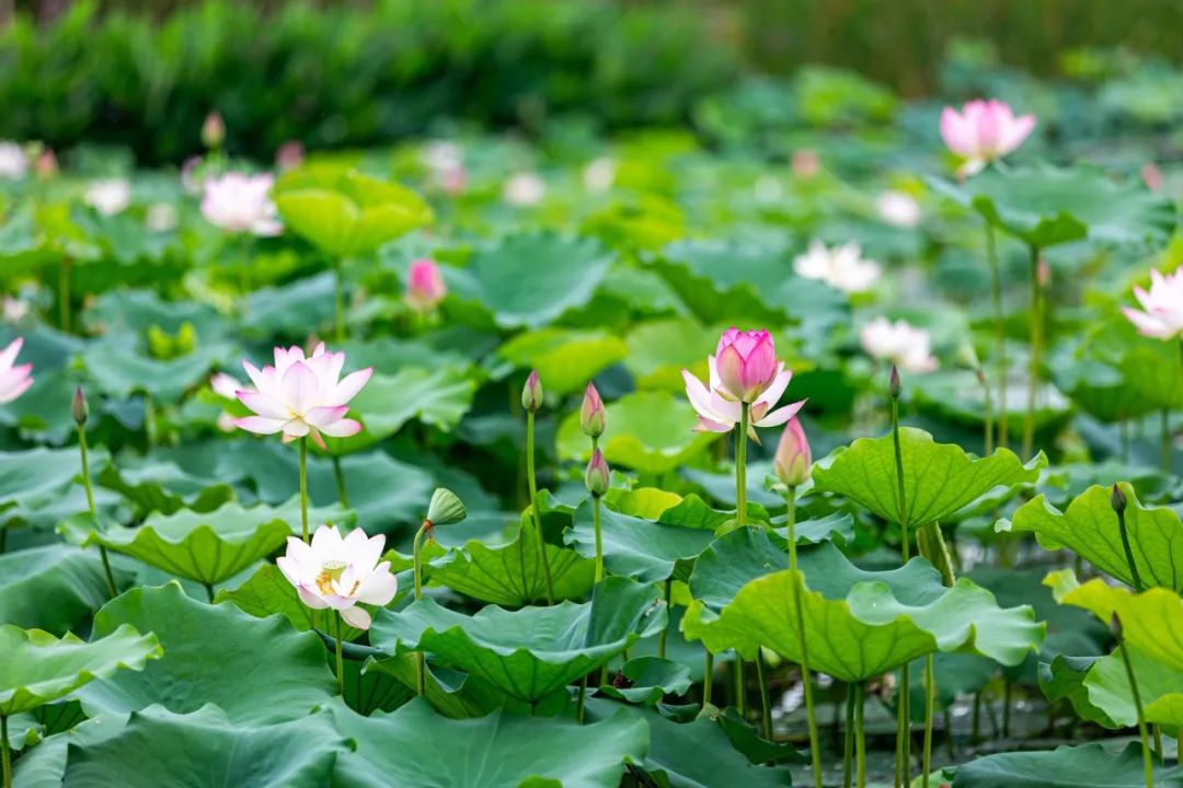 关于荷花绝美的诗句,十首荷花诗词唯美了整个夏天