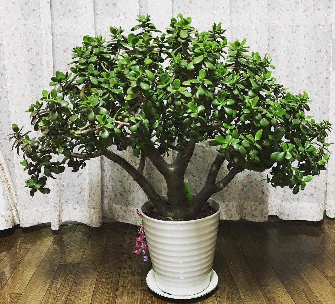 十种最吉利的镇宅绿植盆栽,阳台旺宅的大盆栽花