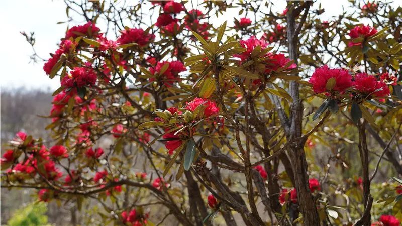 赏花来这里这是云南的专属浪漫,五月来昆明遇见紫色花海