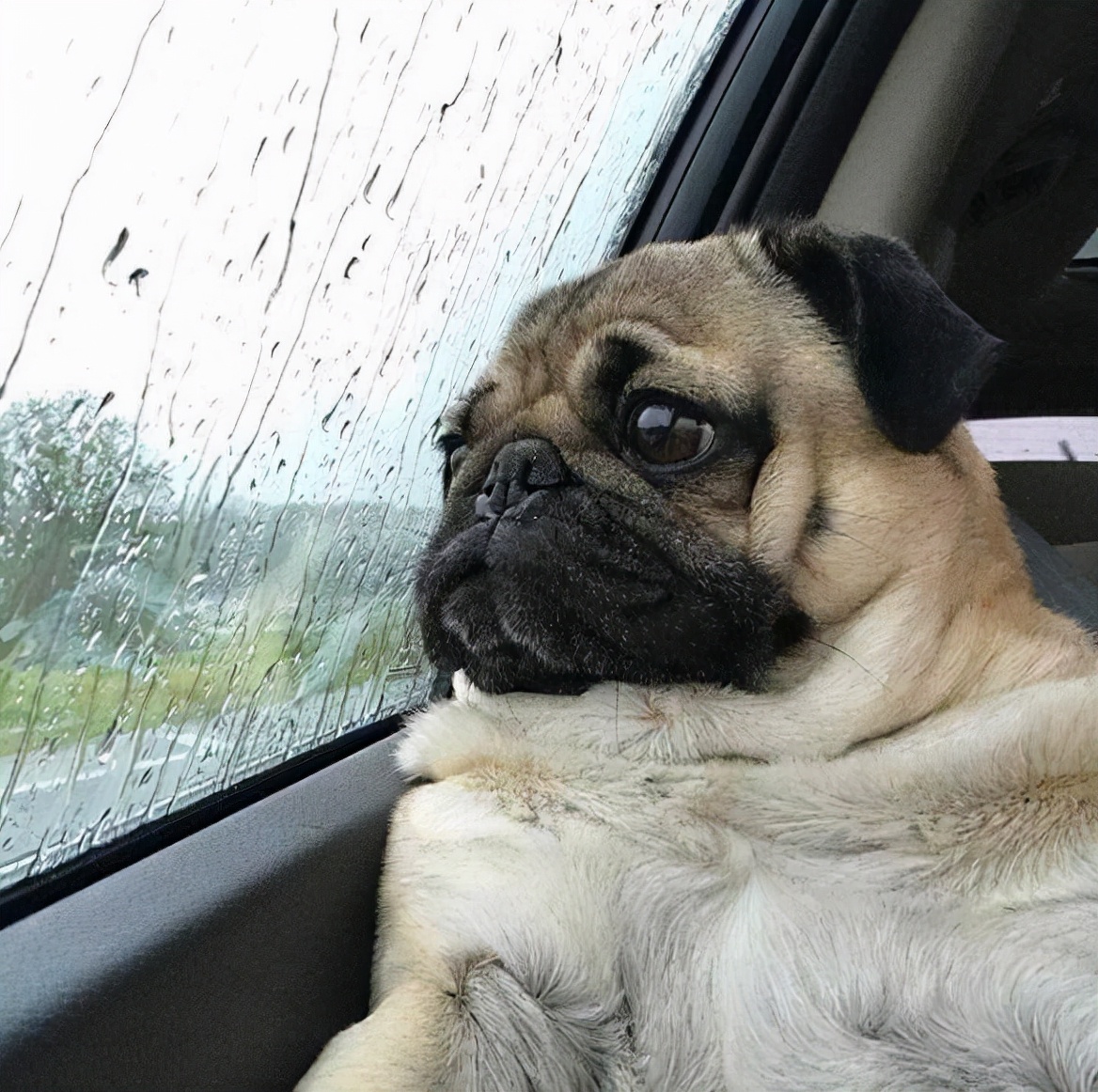 巴哥狗生病的各种症状,巴哥便秘怎么办