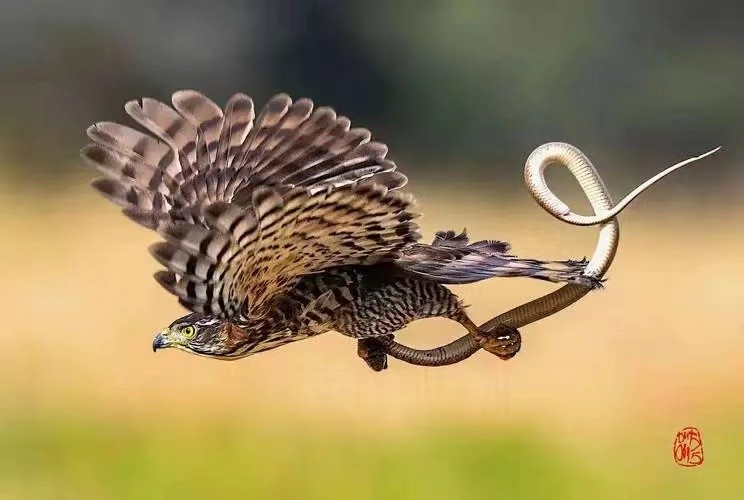 妙笔生辉返璞归真——访上海厚德书院院长中国书画院院士周宇