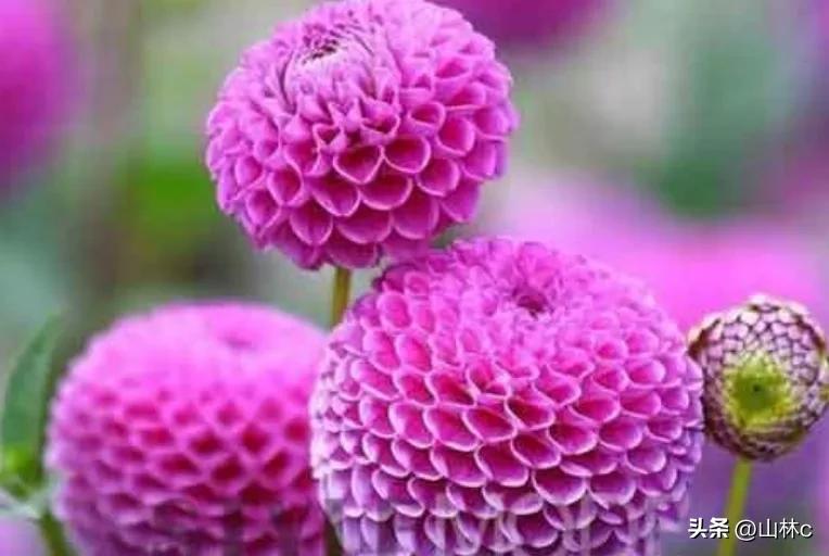 鲜花五彩缤纷争奇斗艳,最美鲜花一年四季都在争艳怒放