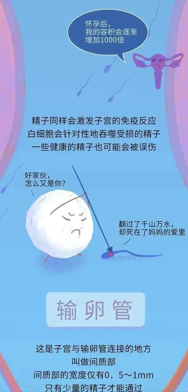 精子进入女性体内，会发生什么？有些刺激（漫画）