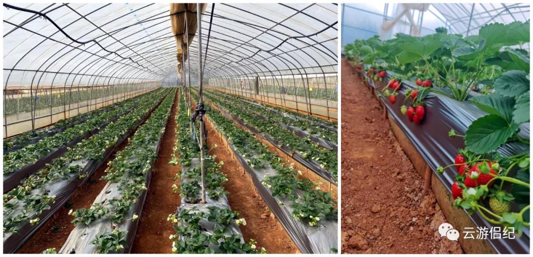 莓你不行壁纸,莓你不行表情包