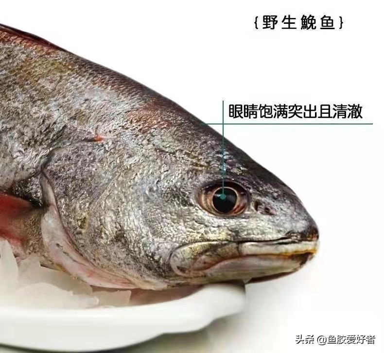 鳘鱼胶和赤嘴胶的区别,土鳘赤嘴母鱼胶功效