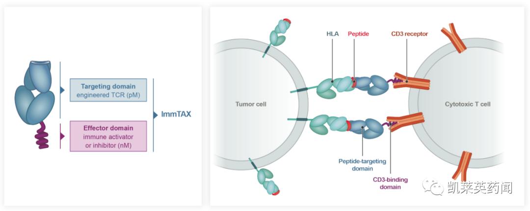 TCR创新药：不止是TCR-T、还有TCR蛋白药