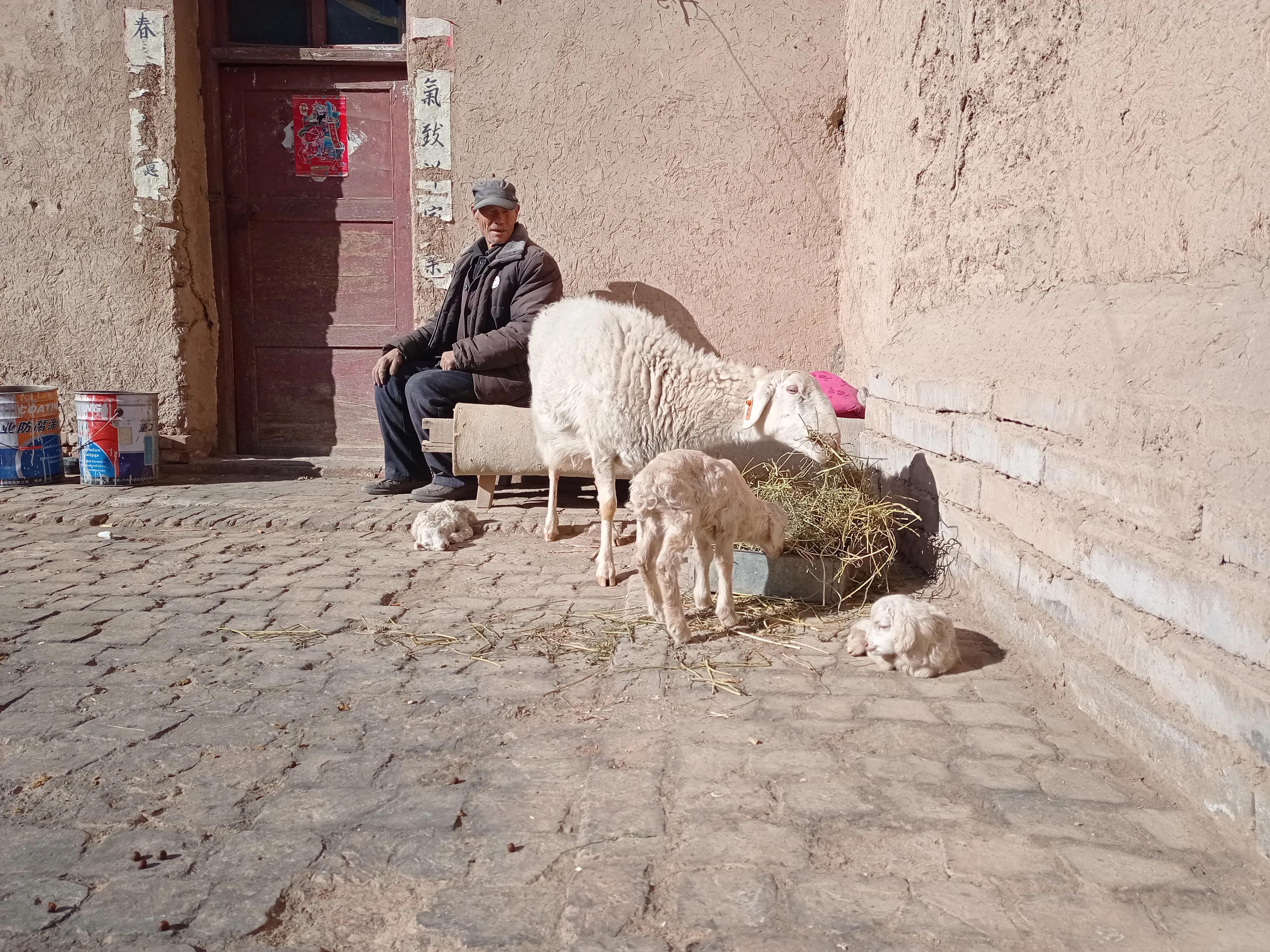 失奶羔羊如何喂养,羔羊没奶怎么养