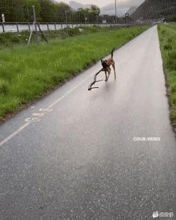 神回复：扔第一颗的时候，日本就是这么想的！神评把我笑死了