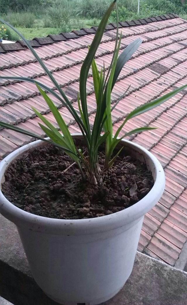 养兰仿紫砂花盆好不好,紫砂盆和塑料盆养兰对比