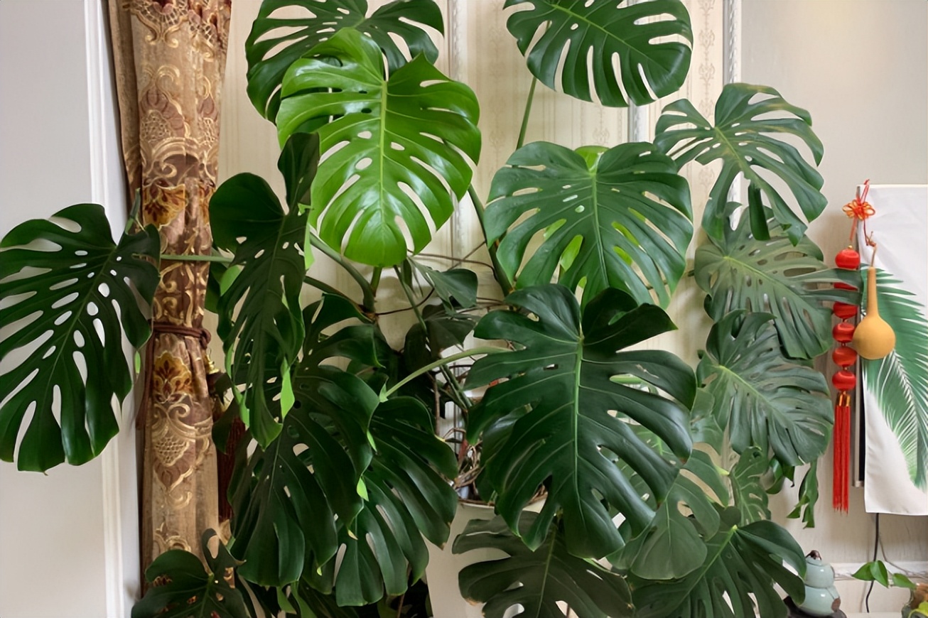 吸甲醛的绿植最好养的,哪一种绿植对新装修的房子最有效