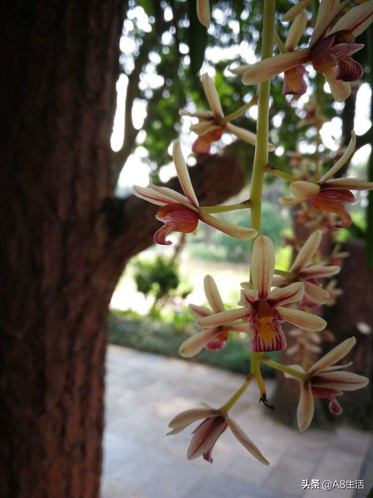 带你认识中华兰花纹瓣兰,顶级纹瓣兰图片