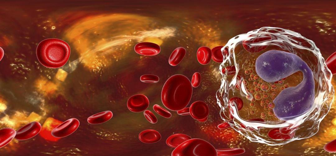 非洲野味入侵全球:中国吃货在这种巨型蜗牛面前,压根狂不起来