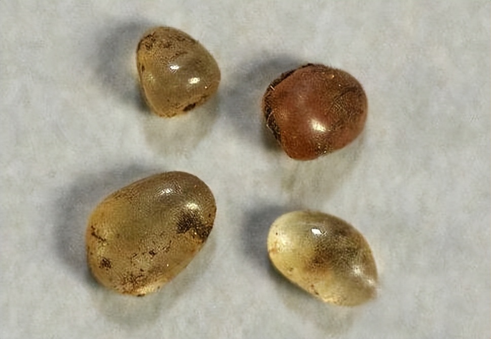 高僧体内的舍利子到底怎么形成的,高僧为什么能烧出舍利子