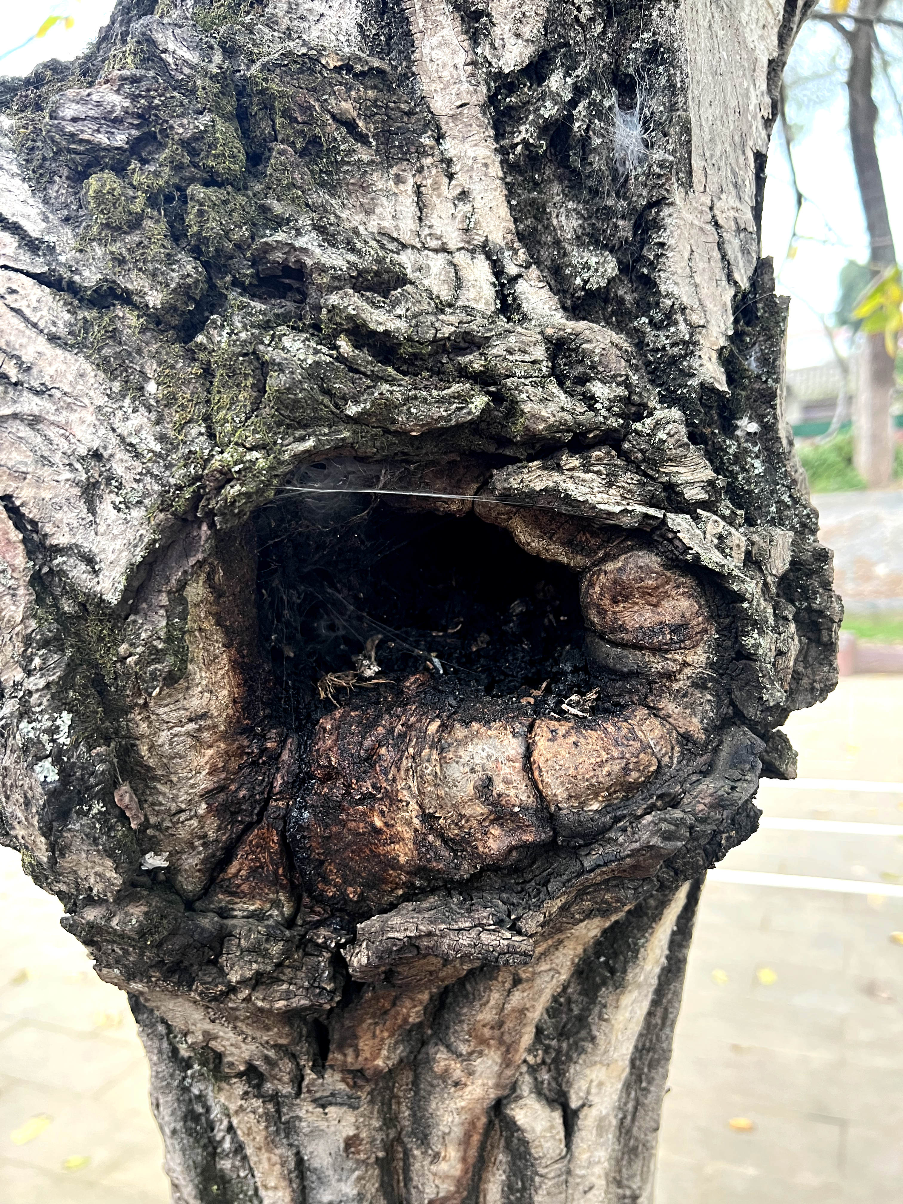四川广元剑阁核桃树,广元剑阁核桃树