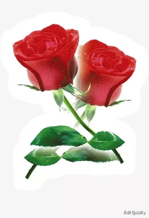 分享玫瑰花的图片,最美的玫瑰花送给最漂亮的你图片