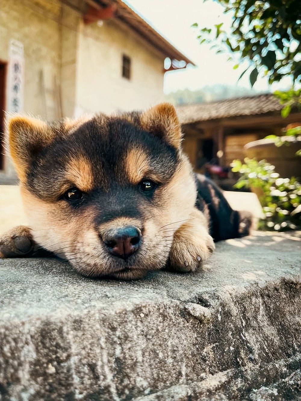 狗界暖男排名,狗界暖男德牧