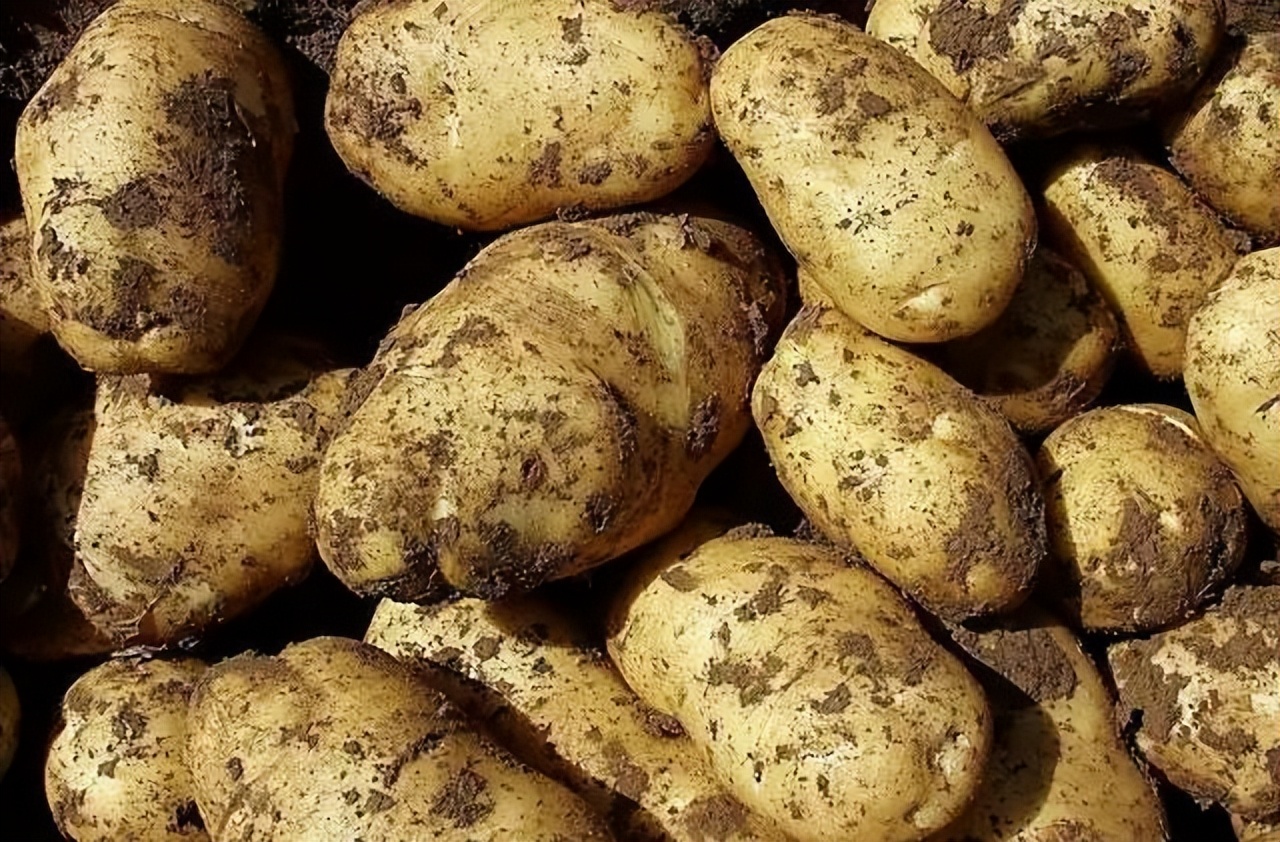 陕西土豆专用黑白地膜,种植土豆用黑地膜白地膜