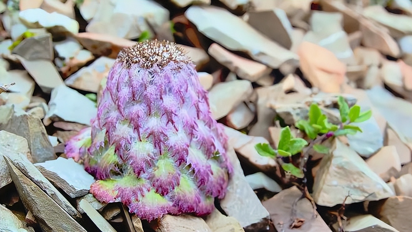 高原雪兔作用,水母雪兔用途有哪些
