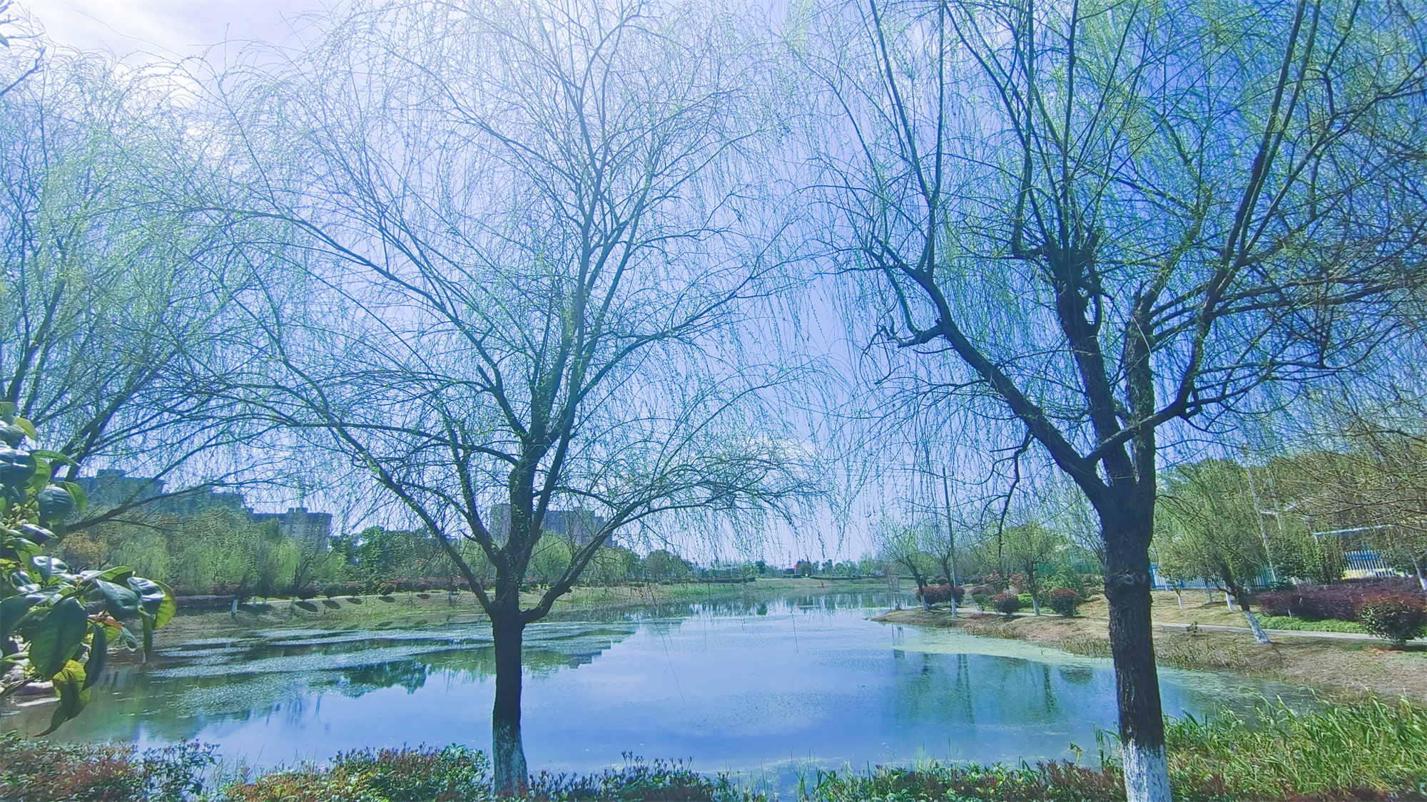 美丽吉安之风光系列：春天的柳树婀娜多姿美丽动人