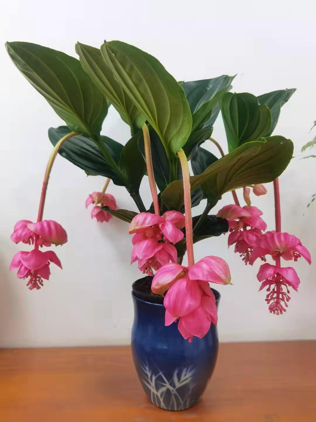 办公室花卉大气上档次,高端大气上档次花卉康乃馨