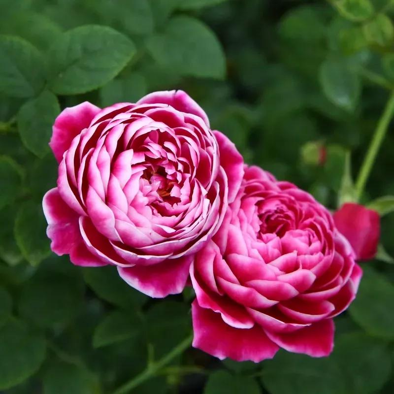 查找各种花的名称,一起来认识各种颜色