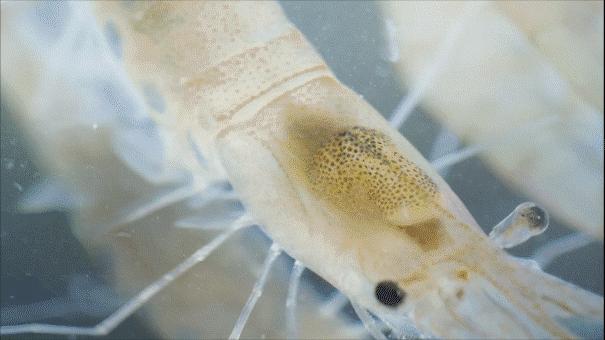 广州人眼中的“虾王”，80元一斤，不管海虾河虾，都鲜不过此虾