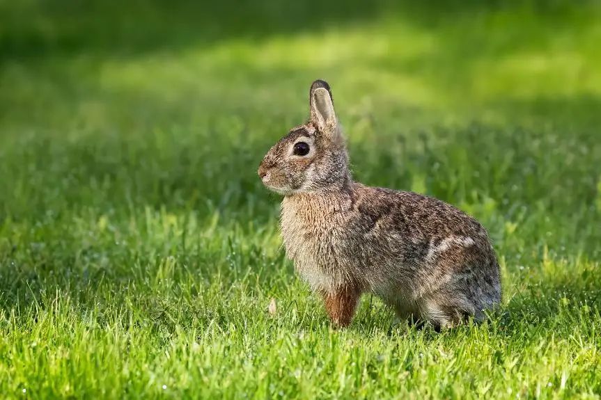鼠兔在血缘上更接近鼠还是兔,鼠兔更像什么属相