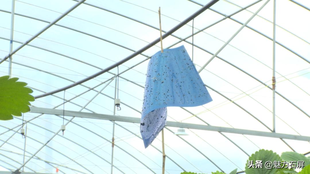 周末打卡地|去看“管道树”上的草莓and去摘冬日的第一颗草莓