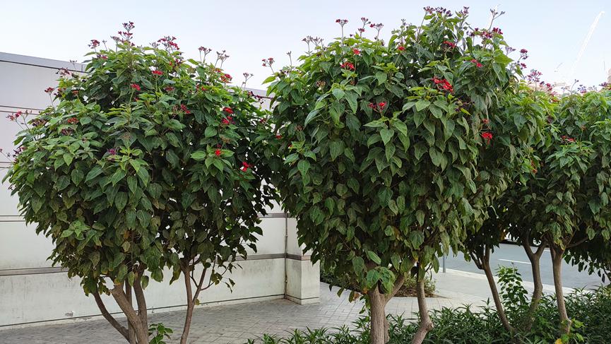 迪拜适合养什么植物,迪拜常见花草