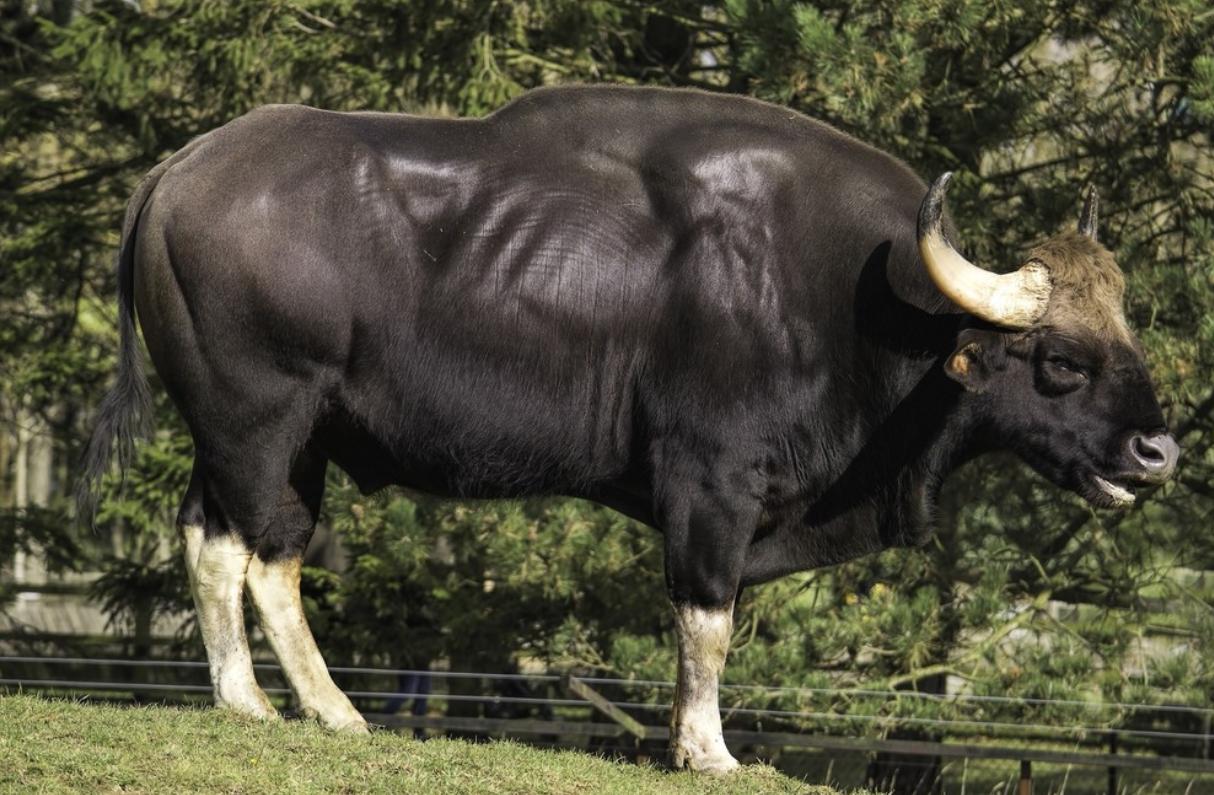 世界体型最大的牛现身云南,世界上体型最大的牛堪称牛魔王