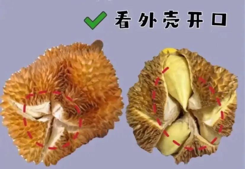 榴莲怎么挑牢记这几点,榴莲知识新手必看