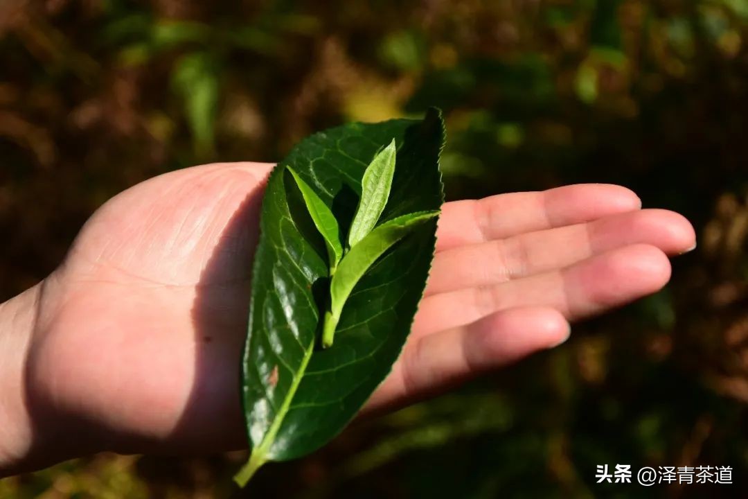 为什么茶树的南比北多,茶树生长的原因有哪些
