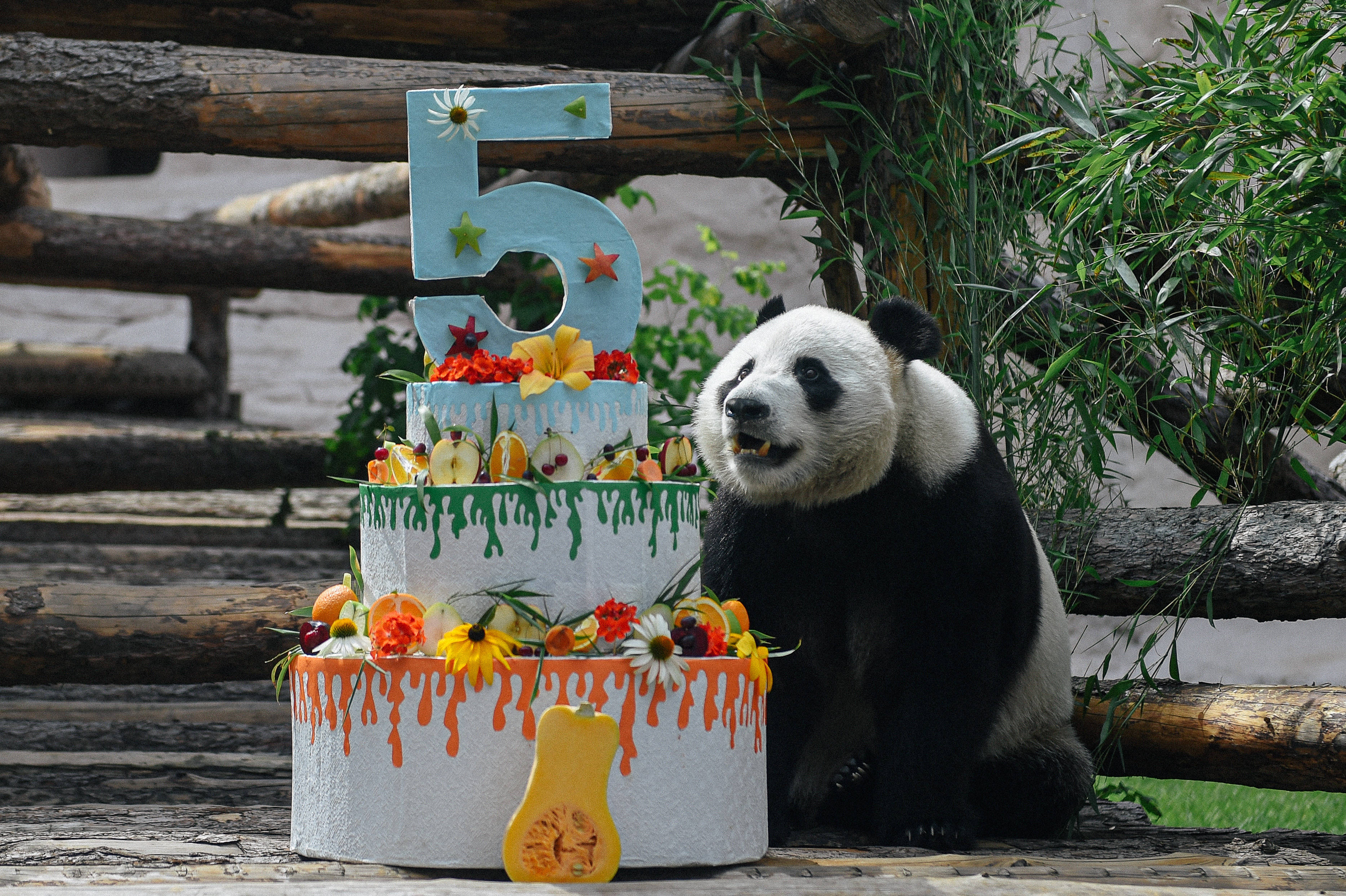 最喜爱大熊猫的前六名国家,世界上最宠大熊猫的6个国家