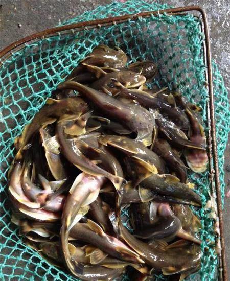 日常野钓小杂鱼用什么窝料,小杂鱼闹窝野钓大鲫鱼的技巧