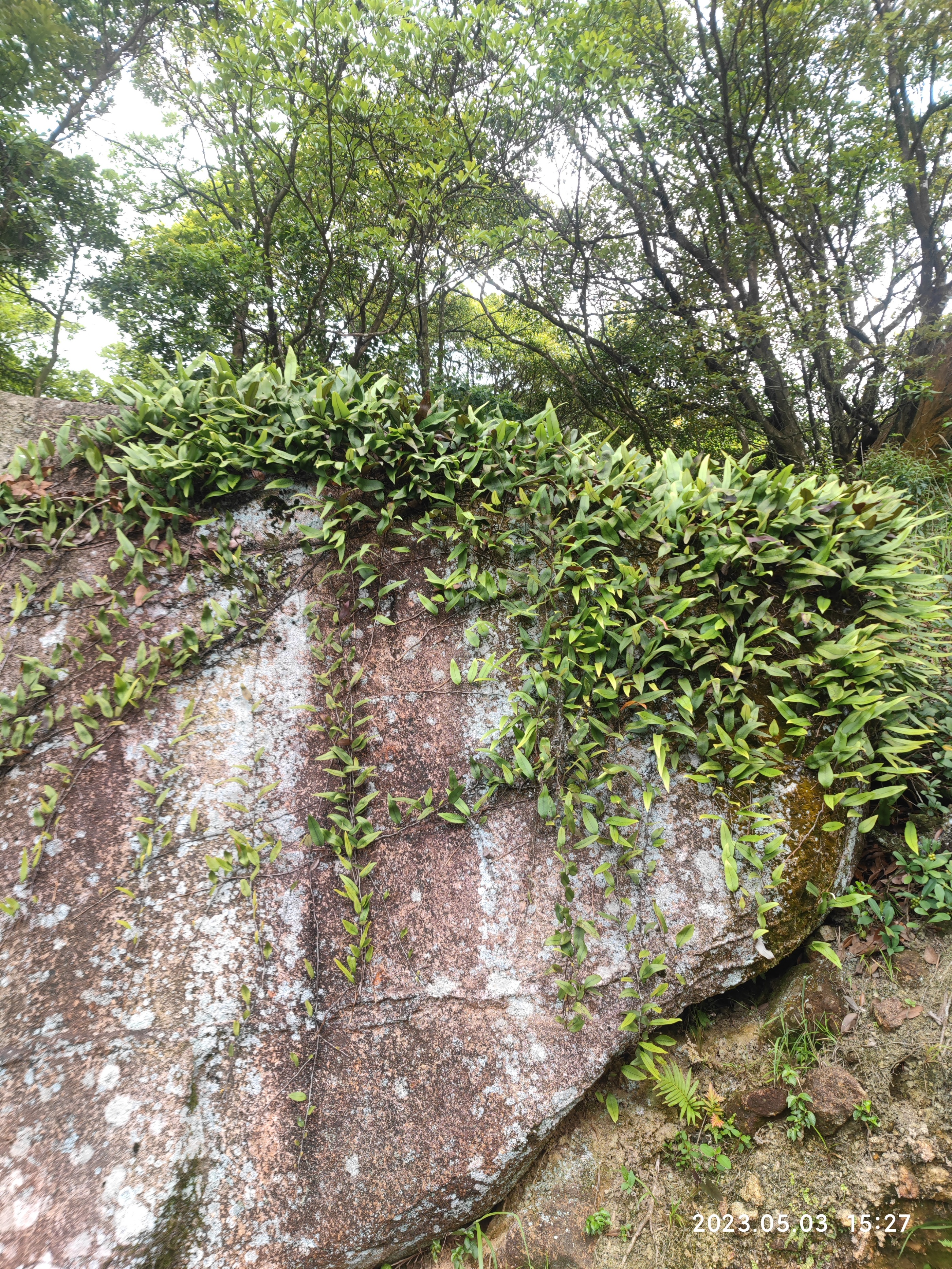 徒步香港大帽山,香港麦径徒步攻略