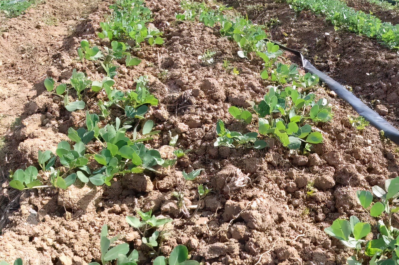花生什么时候种植怎么种产量更好,花生每亩产量2000斤的种植技术