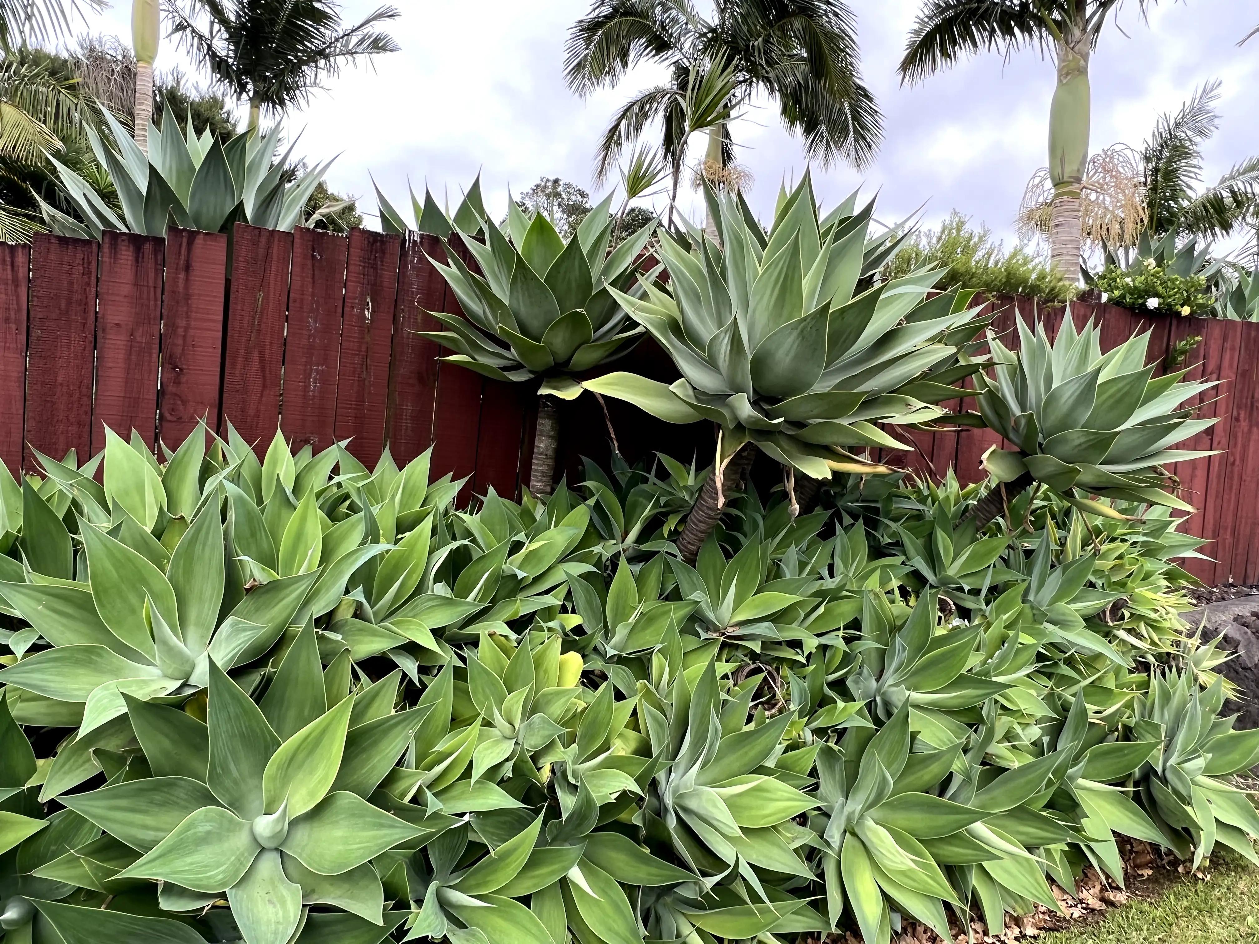 新西兰真实打工视频 (新西兰打工真实收入)