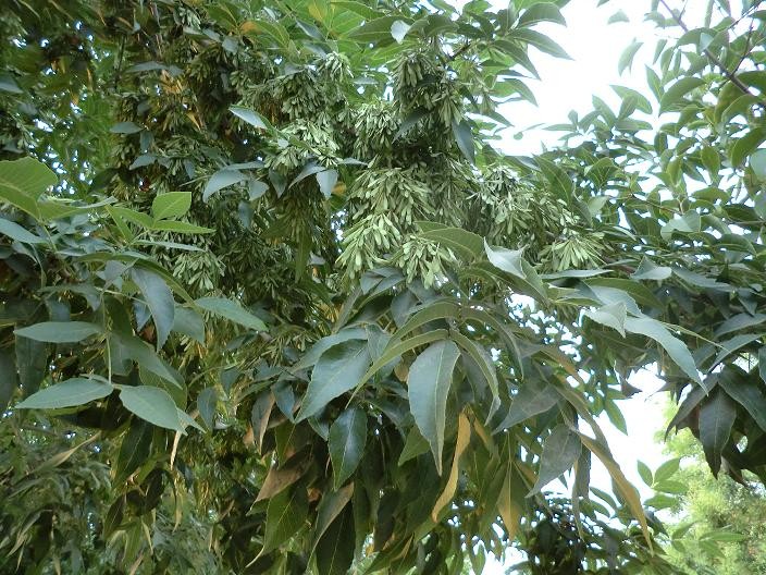 德才兼备古语怎么说,德才兼备句子