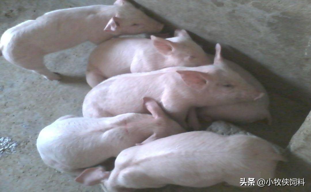 猪霉菌毒素中毒怎么治疗效果最好,猪霉菌毒素中毒的症状及治疗措施