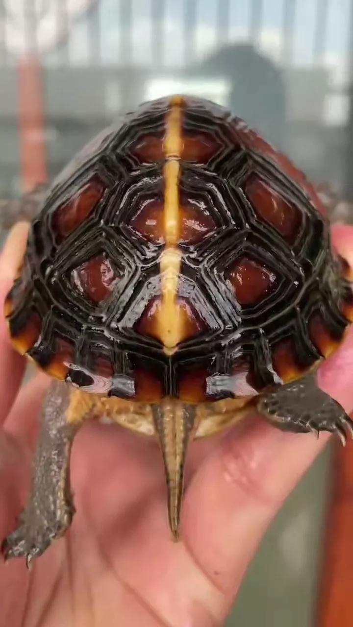 黄缘闭壳龟公母哪个背高,黄缘闭壳龟幼龟公母