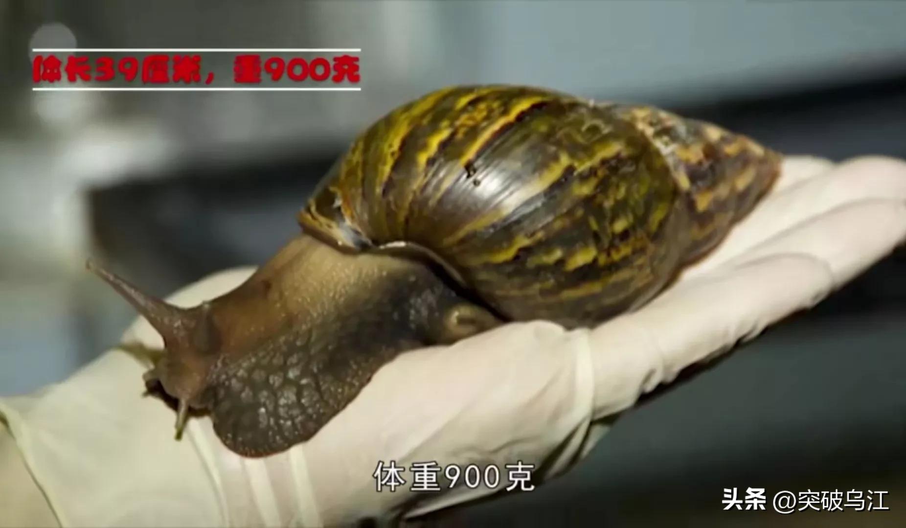 非洲大蜗牛在中国泛滥成灾，非洲人年吃15000吨，中国人不敢吃？