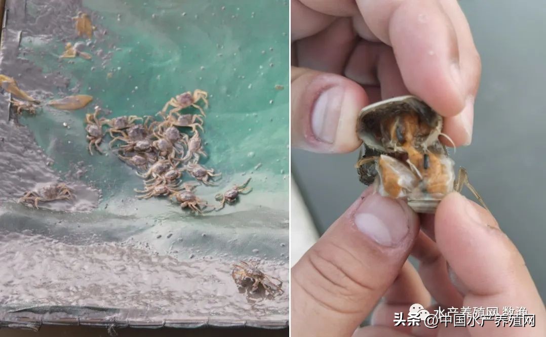 大闸蟹养殖技术与成本,养蟹技术大闸蟹