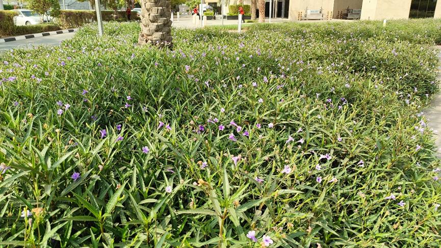 迪拜适合养什么植物,迪拜常见花草