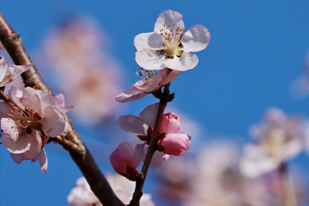 心中一枝梅,心上一枝梅