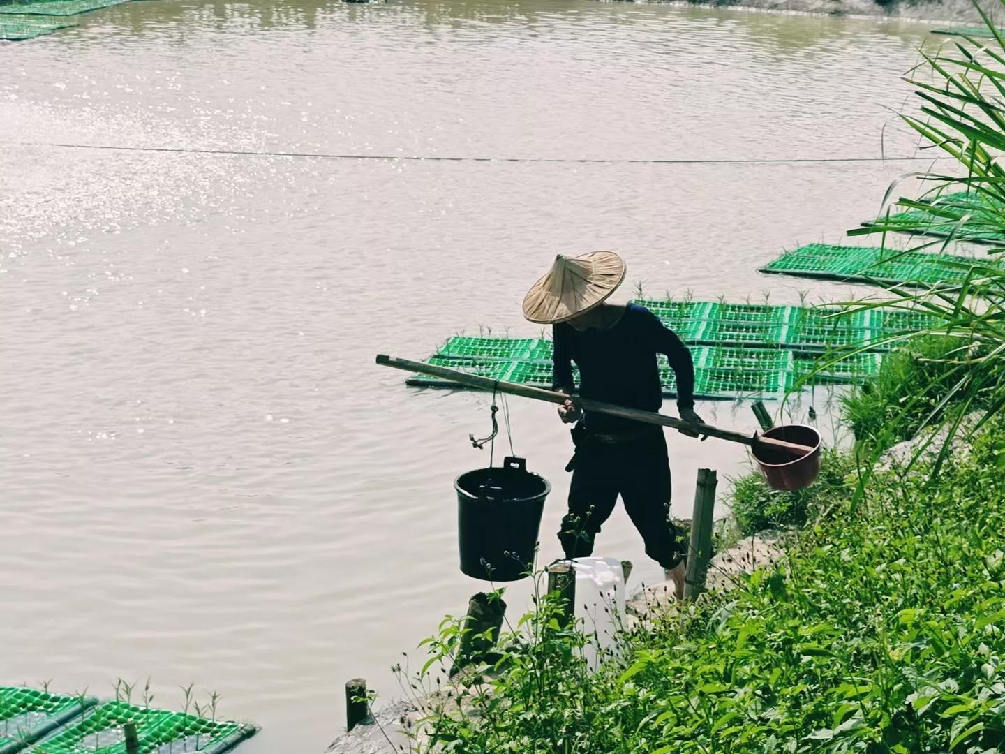 最好吃的淡水鱼排行榜,最好吃的淡水鱼品种大全