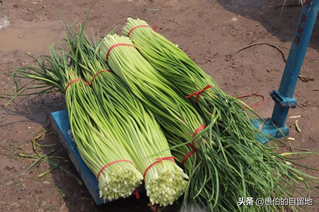 五一快到了农村拔蒜苔,五一劳动节收蒜苔